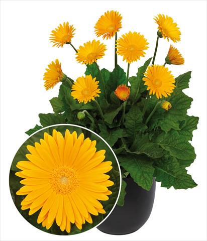 Photos von Blumenvarianten benutzt als: Topf Gerbera jamesonii Garvinea Sweet Honey®