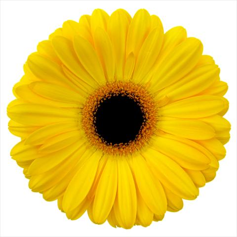 Photos von Blumenvarianten benutzt als: Topf Gerbera jamesonii Goldstrike®
