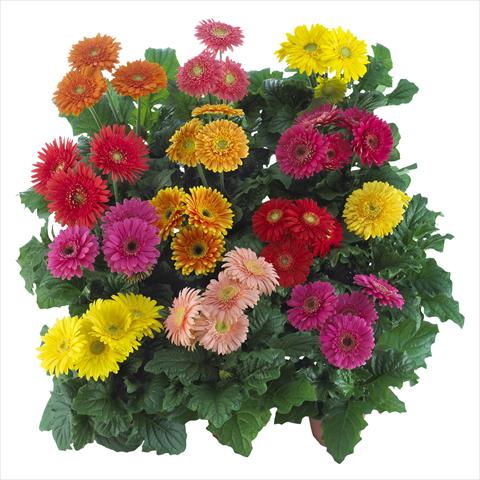 Photos von Blumenvarianten benutzt als: Topf Gerbera jamesonii Sundayz® Maxi Mix