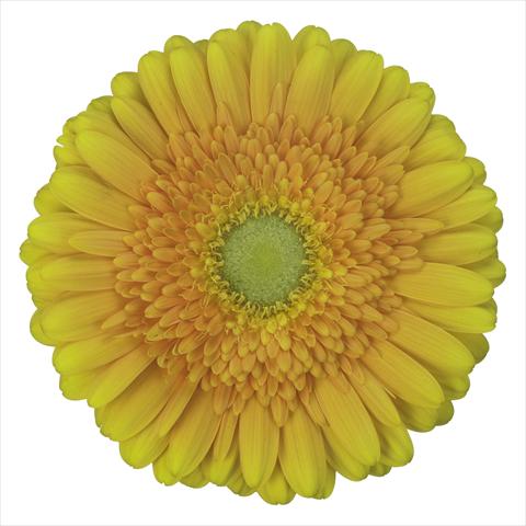 Photos von Blumenvarianten benutzt als: Topf Gerbera jamesonii Sunny Side®