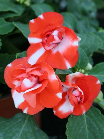 Photos von Blumenvarianten benutzt als: Beet- / Rabattenpflanze Impatiens walleriana Athena Orange Flash