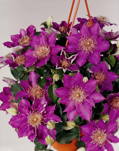 Photos von Blumenvarianten benutzt als: Beet- / Rabattenpflanze Clematis Bijoux Flora© viola