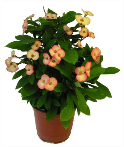 Photos von Blumenvarianten benutzt als: Topf und Beet Euphorbia milii Atlas©