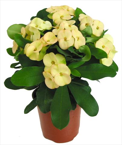 Photos von Blumenvarianten benutzt als: Topf und Beet Euphorbia milii Dinni©