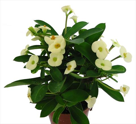 Photos von Blumenvarianten benutzt als: Topf und Beet Euphorbia milii Marathon©