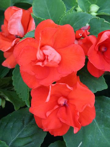 Photos von Blumenvarianten benutzt als: Beet- / Rabattenpflanze Impatiens walleriana Athena Orange