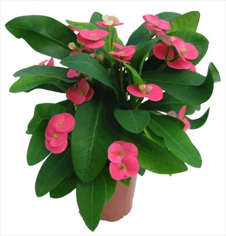 Photos von Blumenvarianten benutzt als: Topf und Beet Euphorbia milii Pink Cadillac©