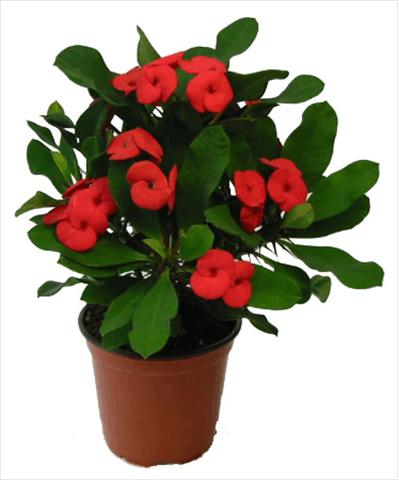 Photos von Blumenvarianten benutzt als: Topf und Beet Euphorbia milii Vulcanus©