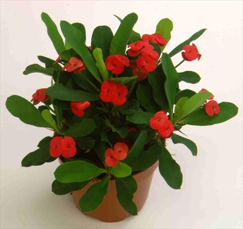 Photos von Blumenvarianten benutzt als: Topf und Beet Euphorbia milii Vulcanus2006©