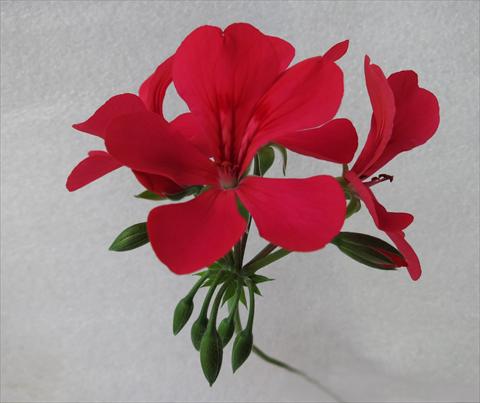 Photos von Blumenvarianten benutzt als: Topf, Terrasse, Ampel. Pelargonium peltatum Mamma Mia® Orange