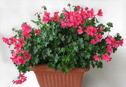 Photos von Blumenvarianten benutzt als: Topf, Terrasse, Ampel. Pelargonium peltatum Mamma Mia® Rosa