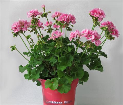 Photos von Blumenvarianten benutzt als: Topf, Beet, Terrasse Pelargonium zonale Amore Mio® Rose