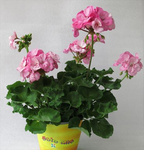 Photos von Blumenvarianten benutzt als: Topf, Beet, Terrasse Pelargonium zonale Sole Mio® Light Pink