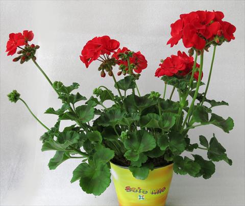 Photos von Blumenvarianten benutzt als: Topf, Beet, Terrasse Pelargonium zonale Sole Mio® Red