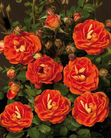 Photos von Blumenvarianten benutzt als: Beet- / Rabattenpflanze Rosa paesaggistica Towne&Country® Basic Cover