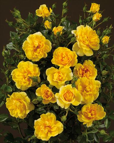 Photos von Blumenvarianten benutzt als: Beet- / Rabattenpflanze Rosa paesaggistica Towne&Country® Golden Cover