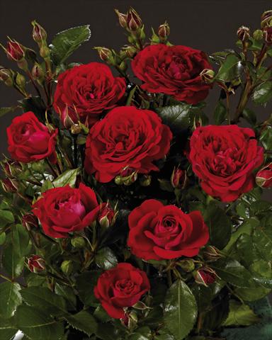 Photos von Blumenvarianten benutzt als: Beet- / Rabattenpflanze Rosa polyantha Castle/Palace® Alexandria