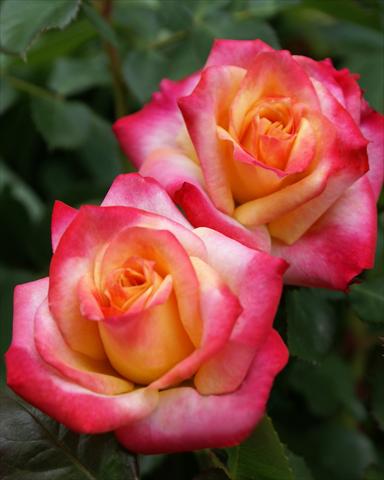 Photos von Blumenvarianten benutzt als: Beet- / Rabattenpflanze Rosa polyantha Castle/Palace® Atalya
