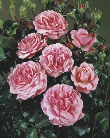 Photos von Blumenvarianten benutzt als: Beet- / Rabattenpflanze Rosa polyantha Castle/Palace® Bernstoff