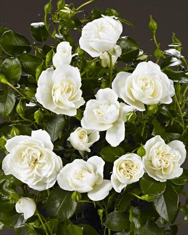 Photos von Blumenvarianten benutzt als: Beet- / Rabattenpflanze Rosa polyantha Castle/Palace® Kailani