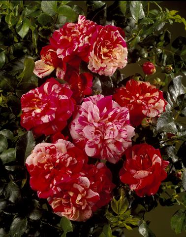 Photos von Blumenvarianten benutzt als: Beet- / Rabattenpflanze Rosa rampicante Courtyard® Twist