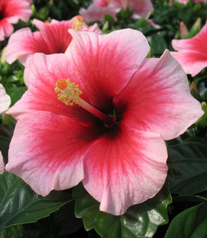 Photos von Blumenvarianten benutzt als: Topf und Beet Hibiscus rosa-sinensis Camelia