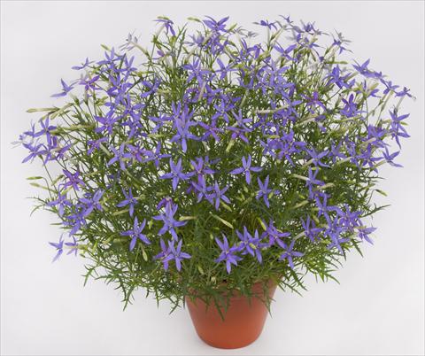 Photos von Blumenvarianten benutzt als: Topf und Beet Laurentia pac® Blue