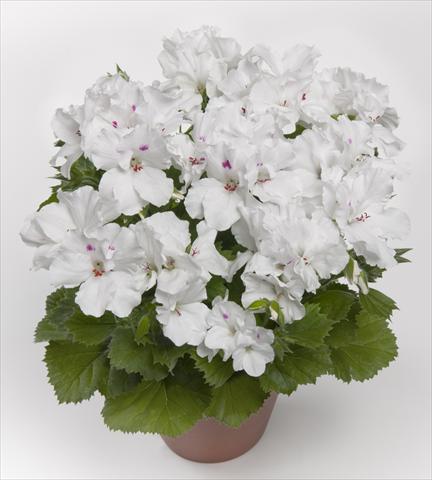Photos von Blumenvarianten benutzt als: Terrasse, Topf Pelargonium grandiflorum pac® Aristo White