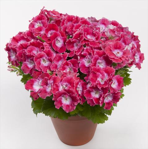 Photos von Blumenvarianten benutzt als: Terrasse, Topf Pelargonium grandiflorum pac® Bermuda Cherry