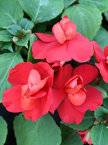 Photos von Blumenvarianten benutzt als: Beet- / Rabattenpflanze Impatiens walleriana Athena Red