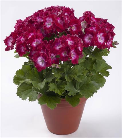 Photos von Blumenvarianten benutzt als: Terrasse, Topf Pelargonium grandiflorum pac® Bermuda Dark Red