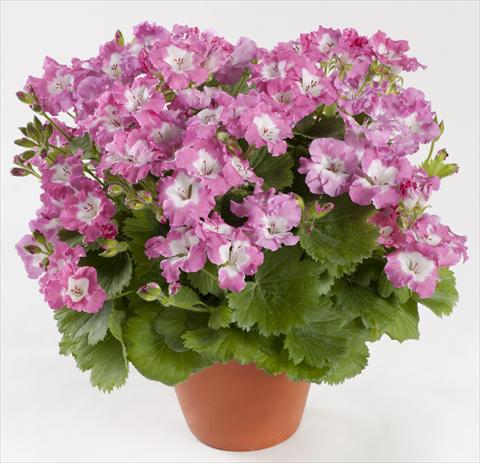 Photos von Blumenvarianten benutzt als: Topf Pelargonium grandiflorum pac® Bermuda Pink