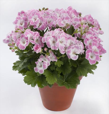 Photos von Blumenvarianten benutzt als: Topf Pelargonium grandiflorum pac® Bermuda Soft Pink