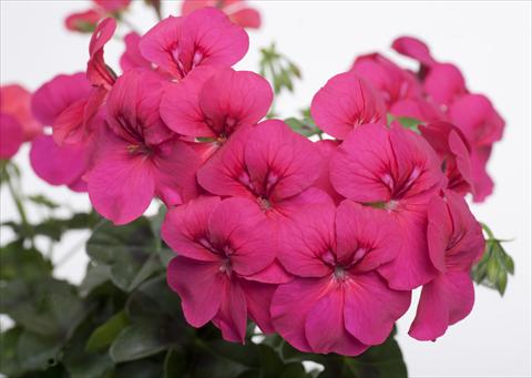 Photos von Blumenvarianten benutzt als: Topf, Terrasse, Ampel. Pelargonium peltatum pac® Happy Face Purple