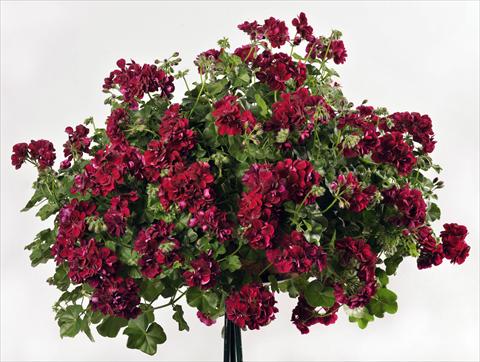 Photos von Blumenvarianten benutzt als: Topf, Terrasse, Ampel. Pelargonium peltatum pac® Mary
