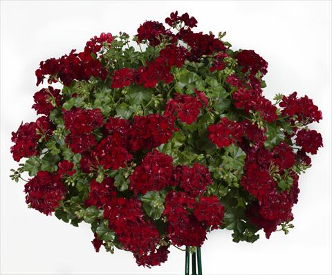 Photos von Blumenvarianten benutzt als: Topf, Terrasse, Ampel. Pelargonium peltatum pac® Sally