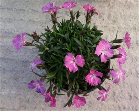 Photos von Blumenvarianten benutzt als: Beet, Topf oder Ampel Dianthus Garden Dark Pink
