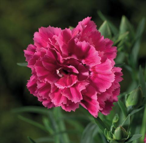 Photos von Blumenvarianten benutzt als: Ampel/Topf Dianthus Sublime Bicolor Red Rose