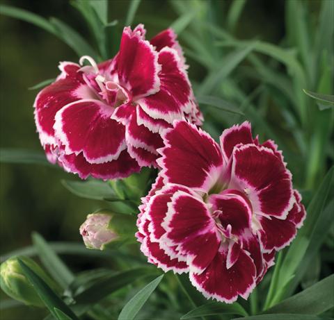 Photos von Blumenvarianten benutzt als: Ampel/Topf Dianthus Sublime Red White Bicolor