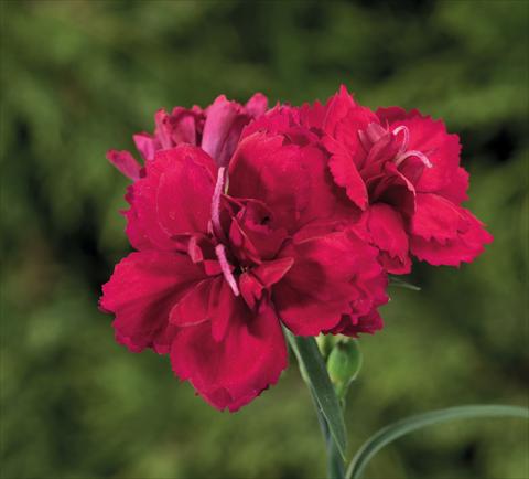 Photos von Blumenvarianten benutzt als: Ampel/Topf Dianthus Sublime Red