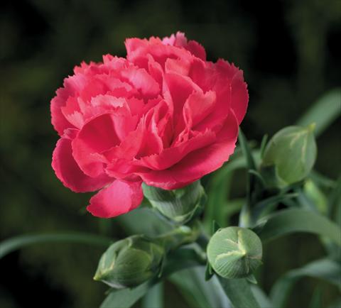 Photos von Blumenvarianten benutzt als: Ampel/Topf Dianthus Sublime Rose