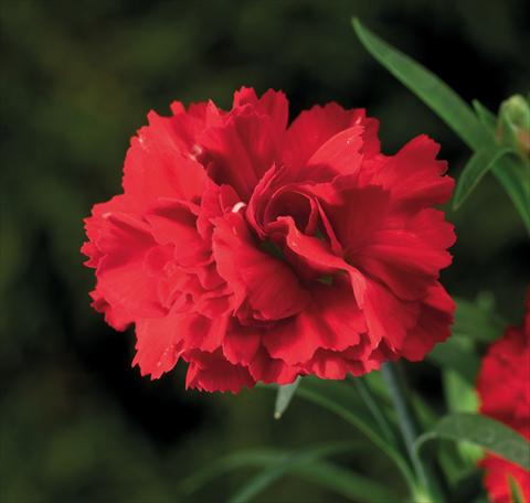 Photos von Blumenvarianten benutzt als: Ampel/Topf Dianthus Sublime Scarlet
