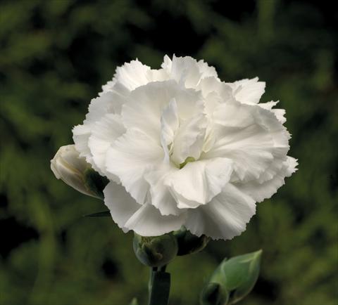 Photos von Blumenvarianten benutzt als: Ampel/Topf Dianthus Sublime White