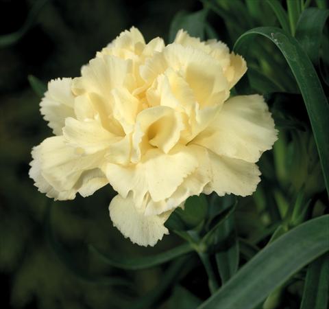 Photos von Blumenvarianten benutzt als: Ampel/Topf Dianthus Sublime Yellow
