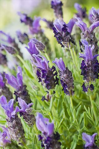 Photos von Blumenvarianten benutzt als: Topf und Beet Lavandula stoechas Bandera Purple