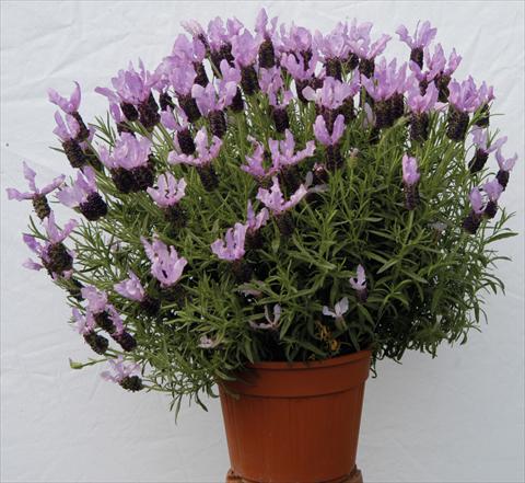 Photos von Blumenvarianten benutzt als: Topf und Beet Lavandula stoechas Lavinia Blue