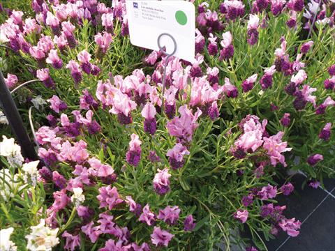 Photos von Blumenvarianten benutzt als: Topf und Beet Lavandula stoechas Lavinia Compact Dark Pink