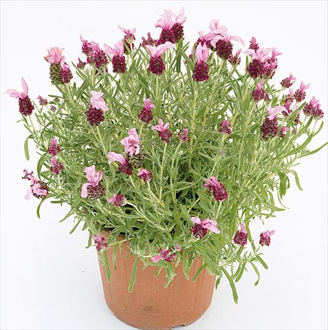Photos von Blumenvarianten benutzt als: Topf und Beet Lavandula stoechas Lavinia Compact Pink
