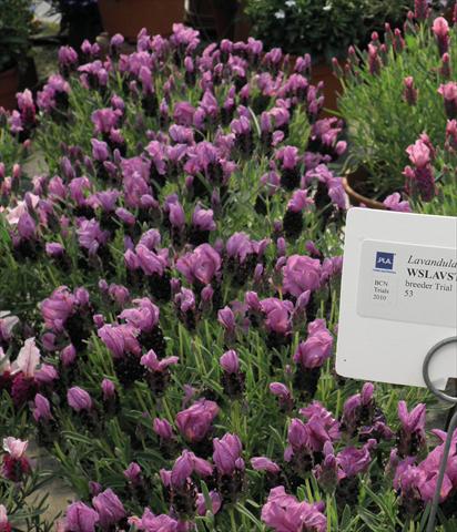 Photos von Blumenvarianten benutzt als: Topf und Beet Lavandula stoechas Lavinia Compact Purple