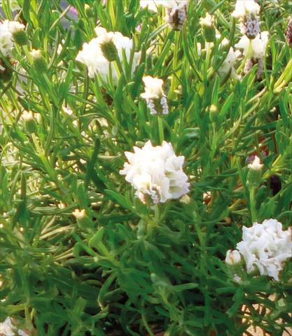 Photos von Blumenvarianten benutzt als: Topf und Beet Lavandula stoechas Lavinia Compact White
